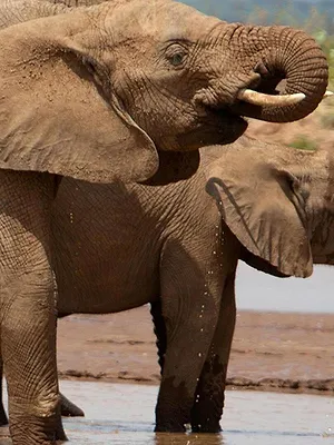 Kenya : au rythme des pluies
