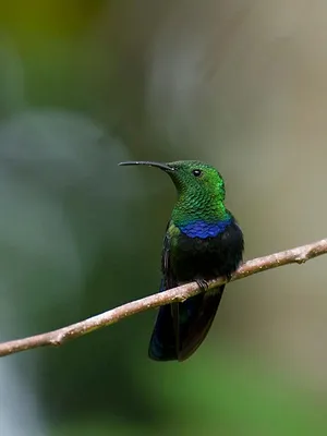 Guadeloupe, des cimes à l'océan