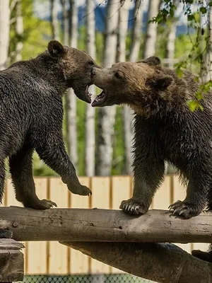 Grizzly, le retour des géants