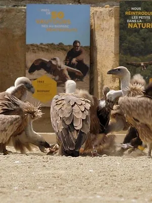 Zoo : le défi de demain