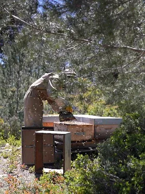 Miel : un buzziness florissant