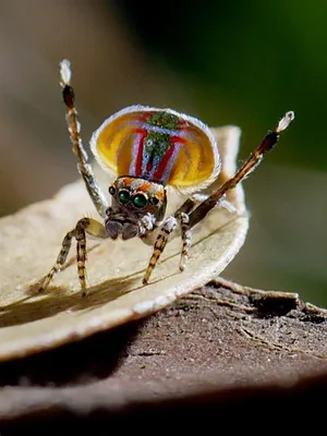 Tierische Überflieger
