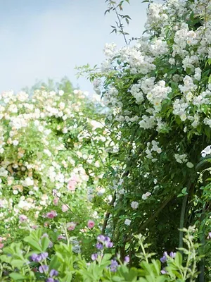 Histoire(s) de jardins