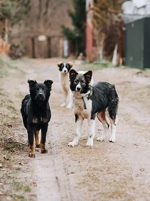 En Turquie, les chiens errants dans le viseur