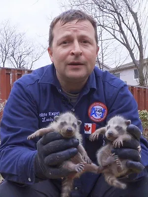 Louis et la faune urbaine