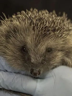 La vie nocturne des animaux
