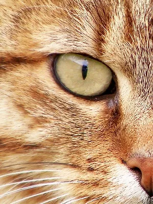 La vie secrète des chats