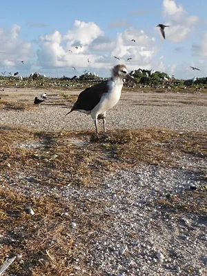 Les oiseaux d'Amérique