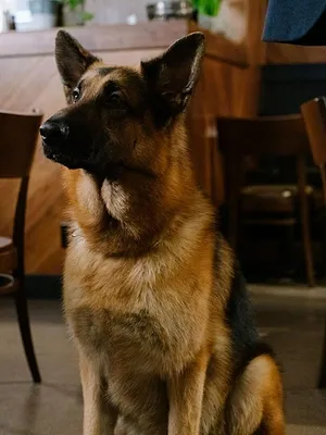 Hudson et Rex S1 E8
