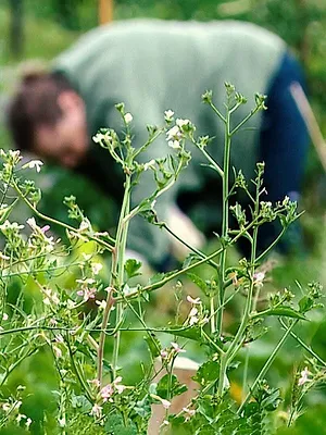 Urban Farming