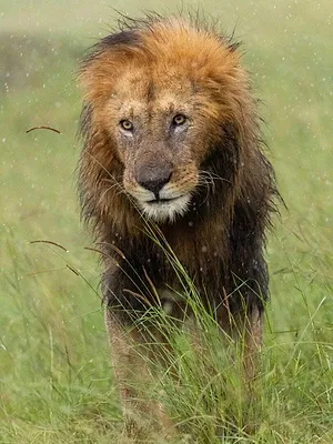 Lion