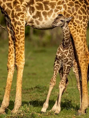 Rivière Mara, quand les sabots se taisent : Le berceau de la savane