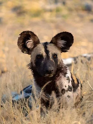 Sur la piste des chiens sauvages d'Afrique