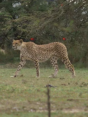 Kenya : au rythme des pluies