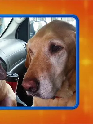 America's Funniest Home Videos