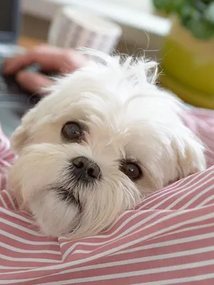 Un chien pour la vie