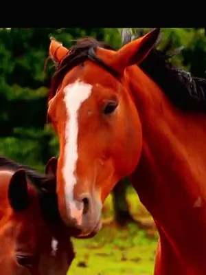 Au galop !