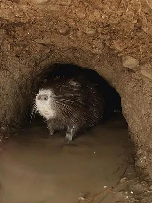 Ces animaux venus d'ailleurs