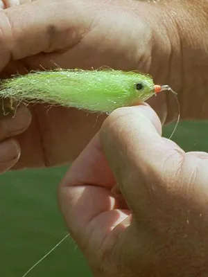 Nos poissons d'eau douce à la mouche
