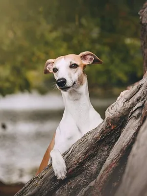 Vétérinaires en terre d'Ecosse