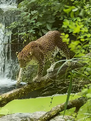 Zoo : le défi de demain