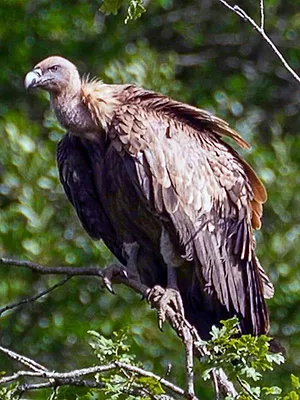 Invitation au voyage