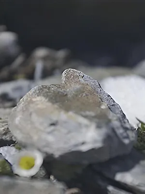 L'abominable mystère des fleurs