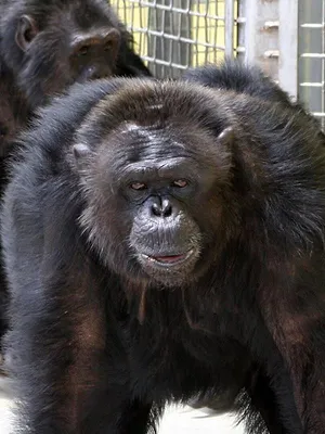 Chimpanzés Made in USA