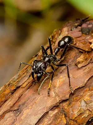 L'intelligence collective des animaux