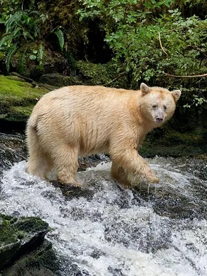 L'année de l'ours