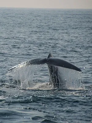 Les trésors de l'océan