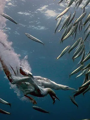 La grande migration des poissons d'argent