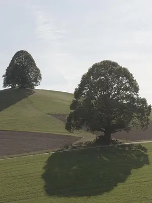 Die magische Welt der Bäume