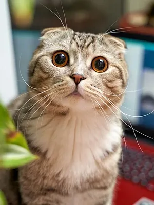 Le grand bêtisier des chats