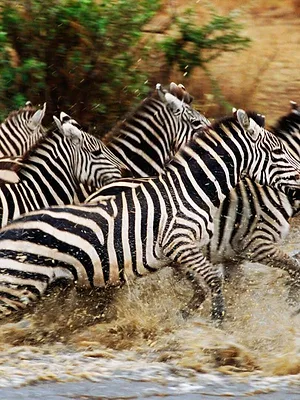 Great Migrations