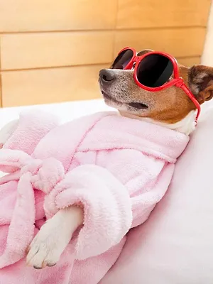 Le grand bêtisier des animaux