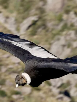 Au fil de l'Argentine