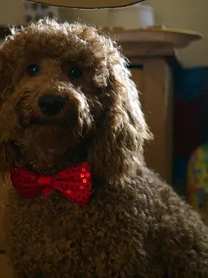 Waffle, le chien waouh S1 E19