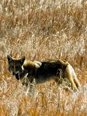 Un automne en Alaska