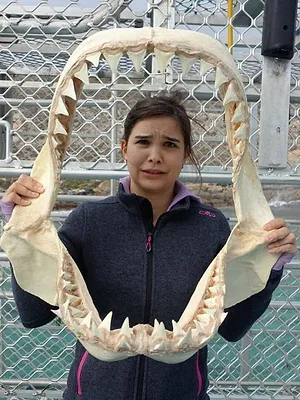 Anna und die wilden Tiere