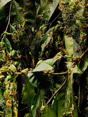 Les animaux, sauveurs des forêts tropicales