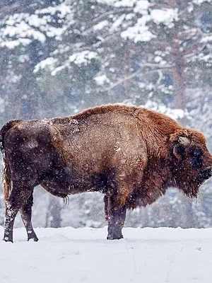Vétérinaires de l'Arctique