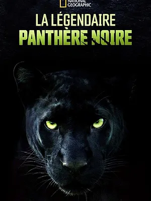 La légendaire panthère noire