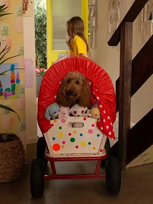 Waffle, le chien waouh S2 E17