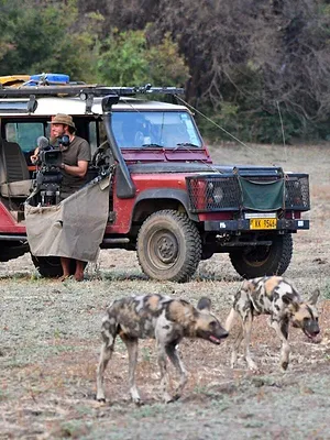 Sur la piste des chiens sauvages d'Afrique