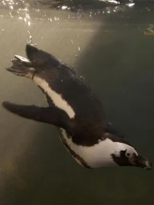 Nausicaá, dans les coulisses du plus grand aquarium d'Europe