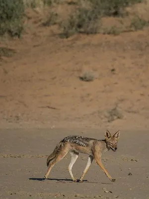 Afrique, royaume impitoyable