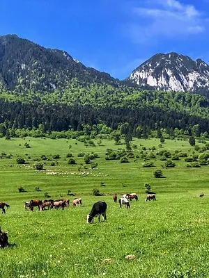 Roumanie : ce bon maréchal-ferrant