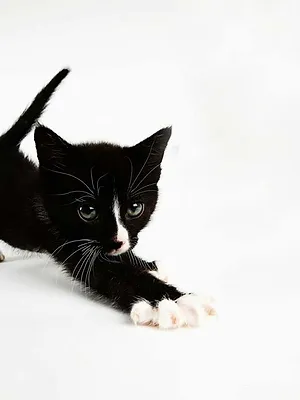 Hell's Cats