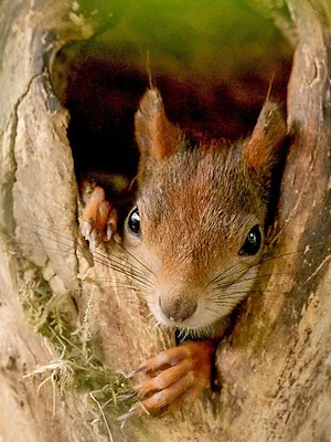 Ecureuils, les acrobates de la forêt